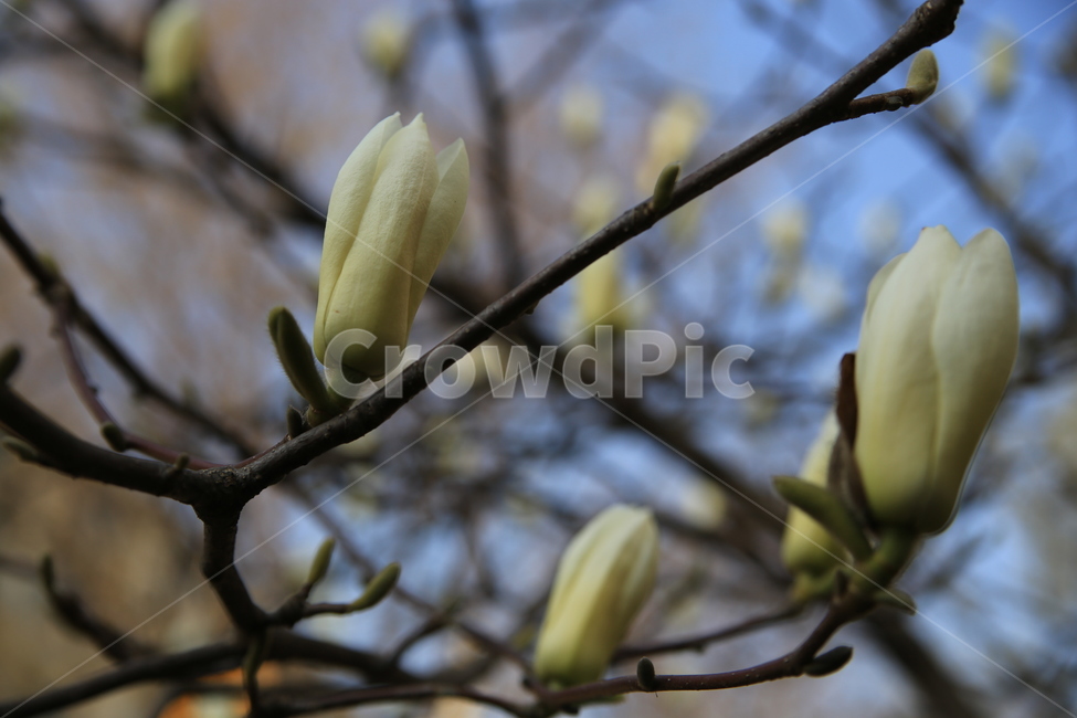 spring flowers,spring,magnolia,flower bud,white magnolia
