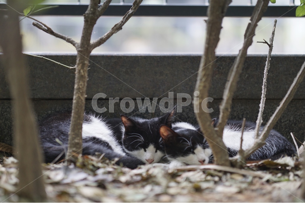 고양이,숲속,생물,동물,cat,pet,kitten,동물,animal,포유류,mammal,고양이,cat,kitten,kitty