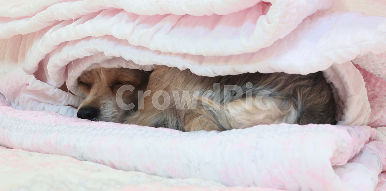 강아지,애견,개,도그,dog,pet,잠,동물,동물,animal,포유류,mammal,개,강아지,dog,doggy