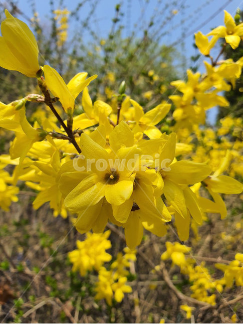 식물,꽃,flower,개나리,노란꽃