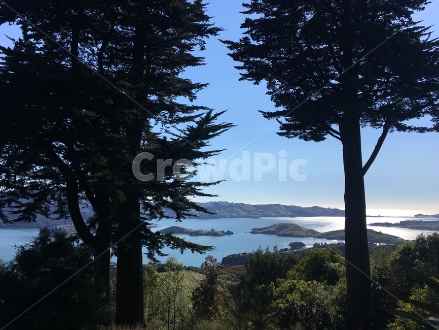 tree,나무,식물,바다,ocean,sea,nature,자연,뉴질랜드,newzealand,자연,풍경,nature,landscape,나무,trees,wood,plant,fir,전나무