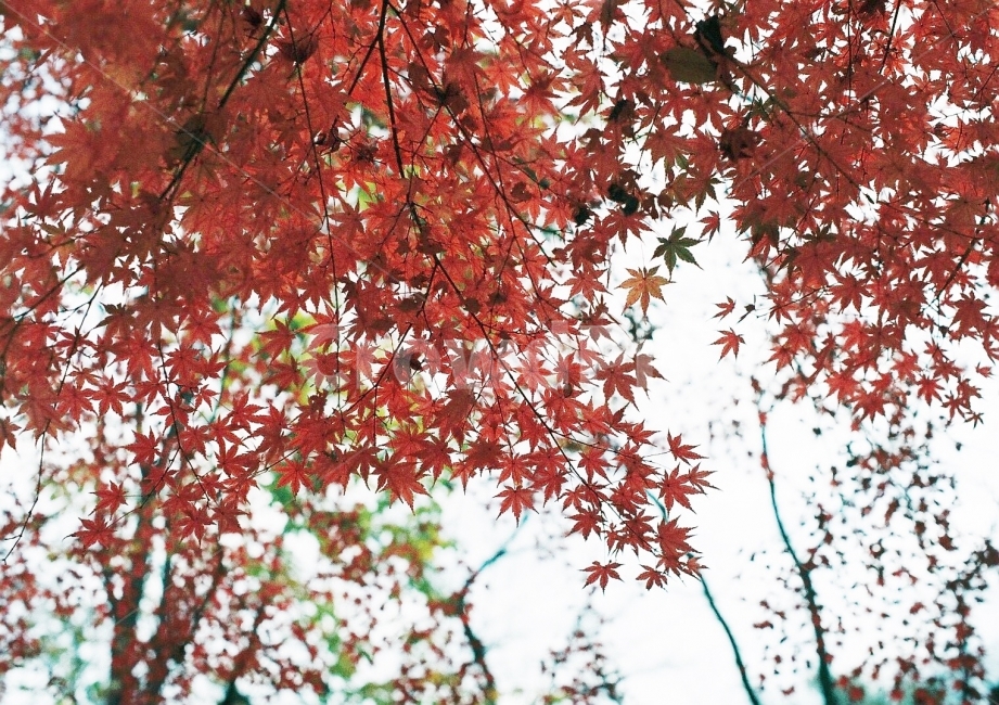 단풍,단풍나무,가을,자연,단풍잎,필름사진,필름,필름카메라,필름감성,가을,계절,fall,autumn,season,식물,자연,plants,nature,감성,sensible,feeling,plant,leaf,잎,tree,나무,maple