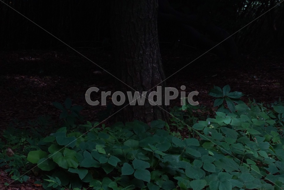 자연,grass,forest,감성,초록,풍경,nature