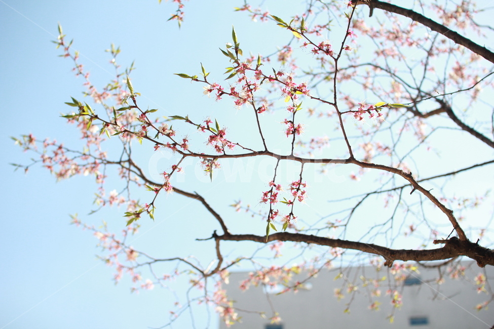 plant,식물,벚꽃,봄,꽃,봄,계절,spring,season