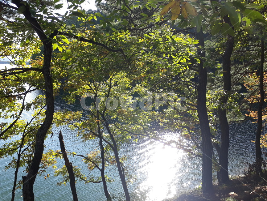전라남도,장성,옐로시티,장성댐,장성호,자연,풍경,nature,landscape,plant,식물,tree,나무,tree trunk,나무 줄기,vegetation,초목,outdoors,옥외,woodland,삼림지,forest,숲,land,땅