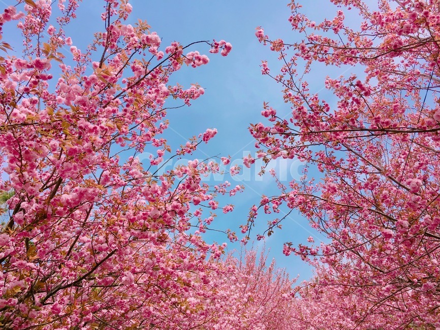 plant,식물,봄,벚꽃,꽃,식물,자연,plants,nature,꽃,flower