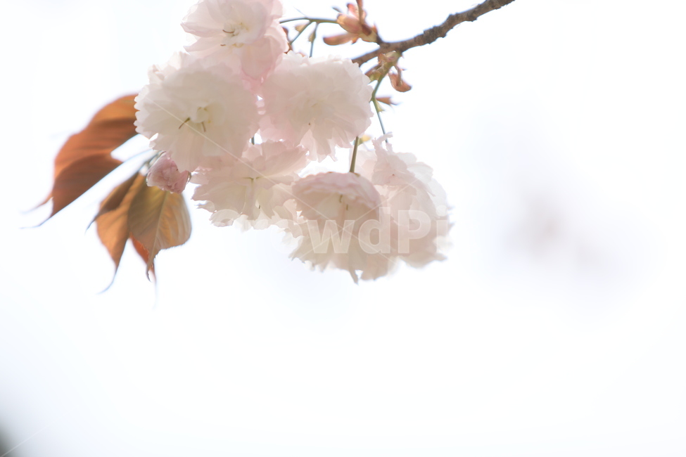 꽃,만첩왕벚,겹벚꽃,봄,꽃송이,벗꽃,식물,핑크,만개,봄,계절,spring,season,식물,자연,plants,nature,꽃,flower,plant,blossom