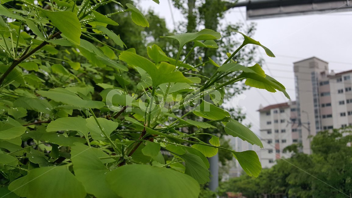 은행,은행잎,비맞은은행잎,물방울,식물,나무,자연,초록은행잎,초록,색,흐린,봄비,날씨,비,생생한,이파리,물방울이맺힌,nature,leaf