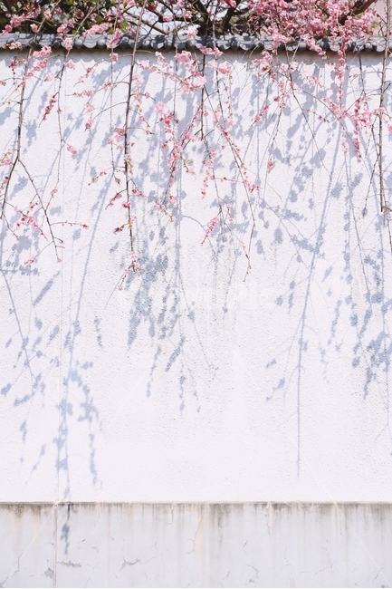 감성,꽃,매화,그림자,자연,봄,봄,계절,spring,season,식물,자연,plants,nature,꽃,flower,감성,sensible,feeling,outdoors,옥외,ice,빙,snow,눈