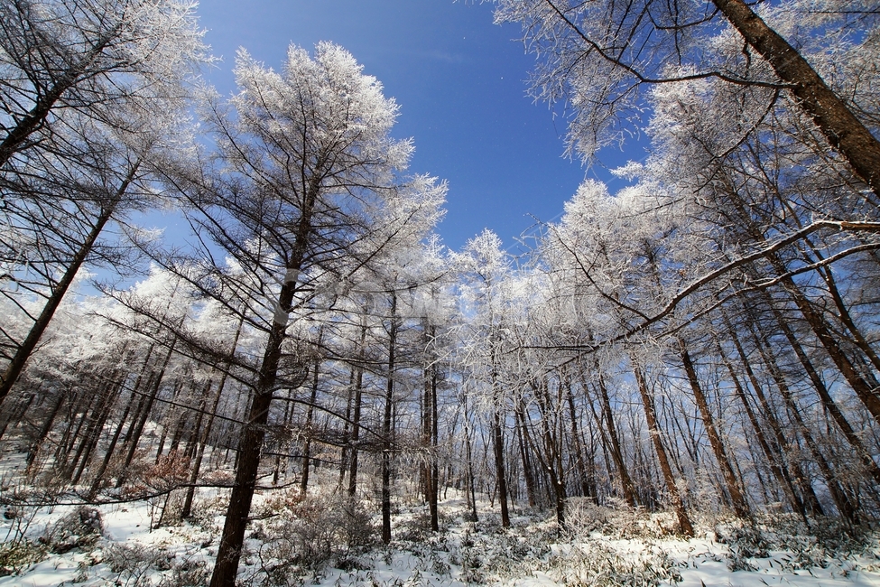 함백산,만항재,설경,풍경,겨울,겨울,계절,winter,season,자연,풍경,nature,landscape,tree,나무,plant,식물,fir,전나무,conifer,구과 식물