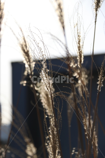 식물,plant,갈대,자연,풀