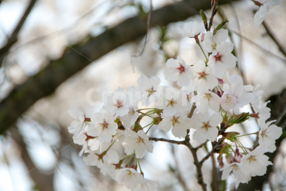 벚꽃,꽃,자연,봄,꽃잎,흰색,식물,계절,아웃포커싱,나무,식물,자연,plants,nature,꽃,flower