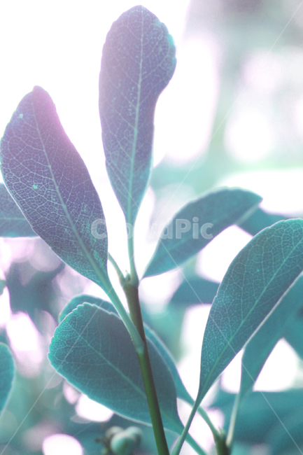 leaf,잎,plant,식물,rosequartzserenity,로즈쿼츠세레니티,몽환적,몽환,dreamlike,fantasy,판타지,색감,color,식물,자연,plants,nature