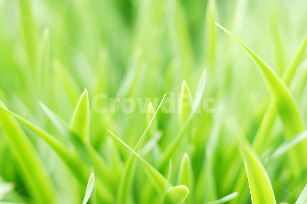 풀잎,풀,풀잎새,잎새,식물배경,식물,자연,plants,nature