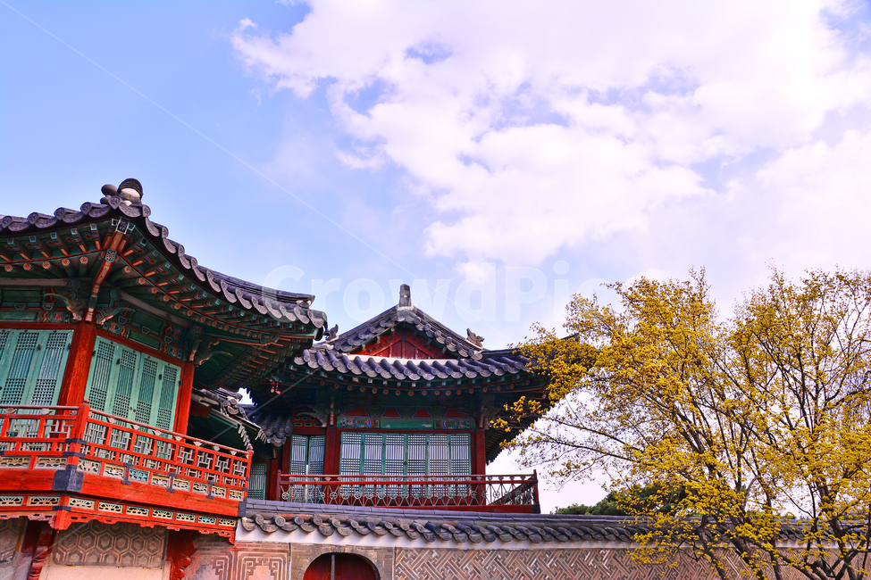 한국전통,고궁,봄꽃,궁궐,창덕궁,전통,배경,바탕,백그라운드,korean,traditional,ancientpalace,spring,시즌,계절,조선시대,건축물,서울,기와집,하우스,집,한국적,코리안,돌담,울타리,season,산수유,봄,계절,spring,season,한국전통,한국문화,korean traditional,korean culture,랜드마크,landmark,tourist attraction,한국랜드마크,한국관광지,한국명소,korea landmark,korea tourist attraction,건축물,건물외관,exterior,building,structure,architecture,construction,worship,예배,pagoda,탑,temple,신전,shrine,신사,건물