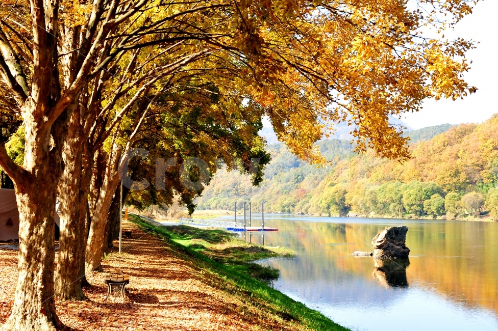 송호리,여행,캠핑장,사진출사지,충북영동,가을,계절,fall,autumn,season,자연,풍경,nature,landscape,한국자연풍경,한국자연경관,korea nature landscape,식물,plants,나무,trees,wood,water,물,plant,tree,outdoors,옥외