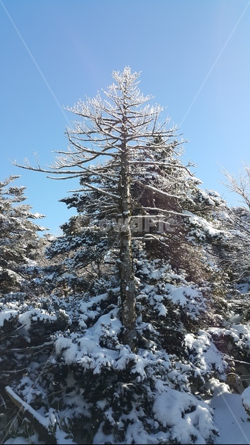 눈,나무,설경,하늘,풍경,겨울,계절,winter,season,식물,자연,plants,nature,나무,trees,wood