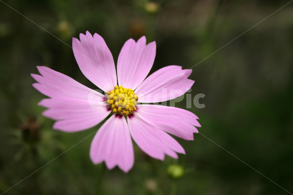 코스모스,식물,flower,plants,nature,꽃,꽃봉오리,식물,자연,plants,nature,꽃,flower