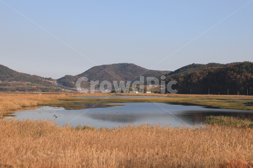 여수가사리,갈대,습지,가을,풍경,가을,계절,fall,autumn,season,자연,풍경,nature,landscape,한국자연풍경,한국자연경관,korea nature landscape,plant,식물,grass,잔디,outdoors,옥외,water,물