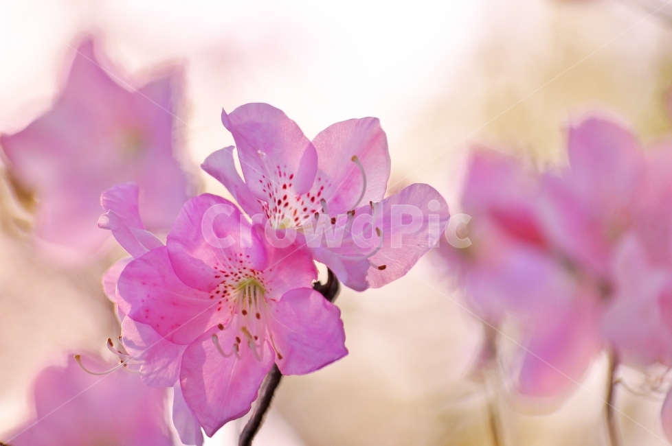 철쭉꽃산철쭉,봄꽃,우리꽃,한국적,분홍색,핑크색,토종,식물,나무,4월,3월,봄소식,시안,광고,디자인,디자이너,사보,카다로그,뉴스레터,브로셔,리플렛,잡지,홍보,마케팅,전단,출판,편집,바탕,배경,백그라운드,두견화,sns,ebook,flowers,spring,season,계절,시즌,꽃송이,꽃망울,접사,마크로,클로즈업,배경흐림,macro,감성,느낌,필,분위기,background,봄,계절,spring,season,식물,자연,plants,nature,꽃,flower,plant,blossom
