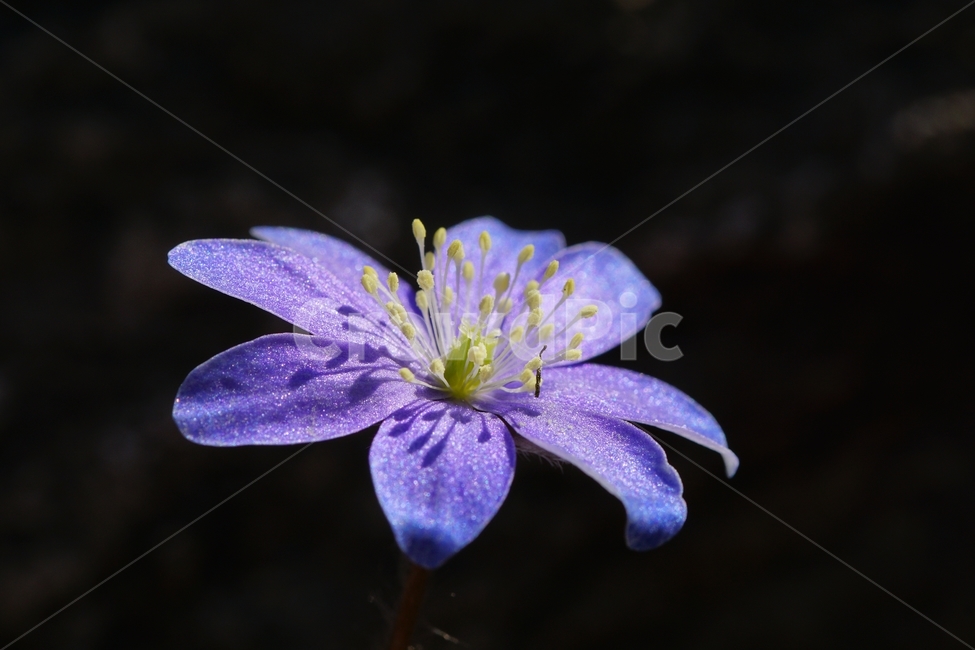 청노루귀,야생화,봄,꽃,산,식물,자연,plants,nature,꽃,flower