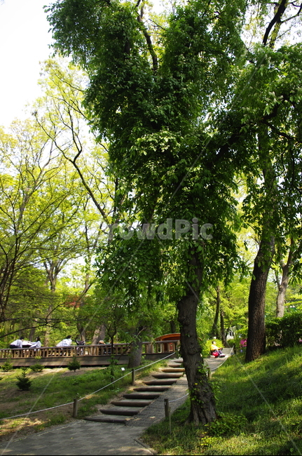숲,나무,식물,plant,봄,spring,초록,잎,자연,풍경,nature,landscape,tree,outdoors,옥외,tree trunk,나무 줄기