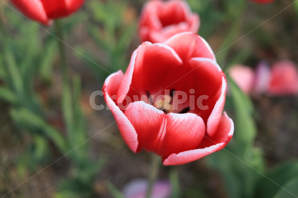 튤립,tulip,blossom,flower,꽃