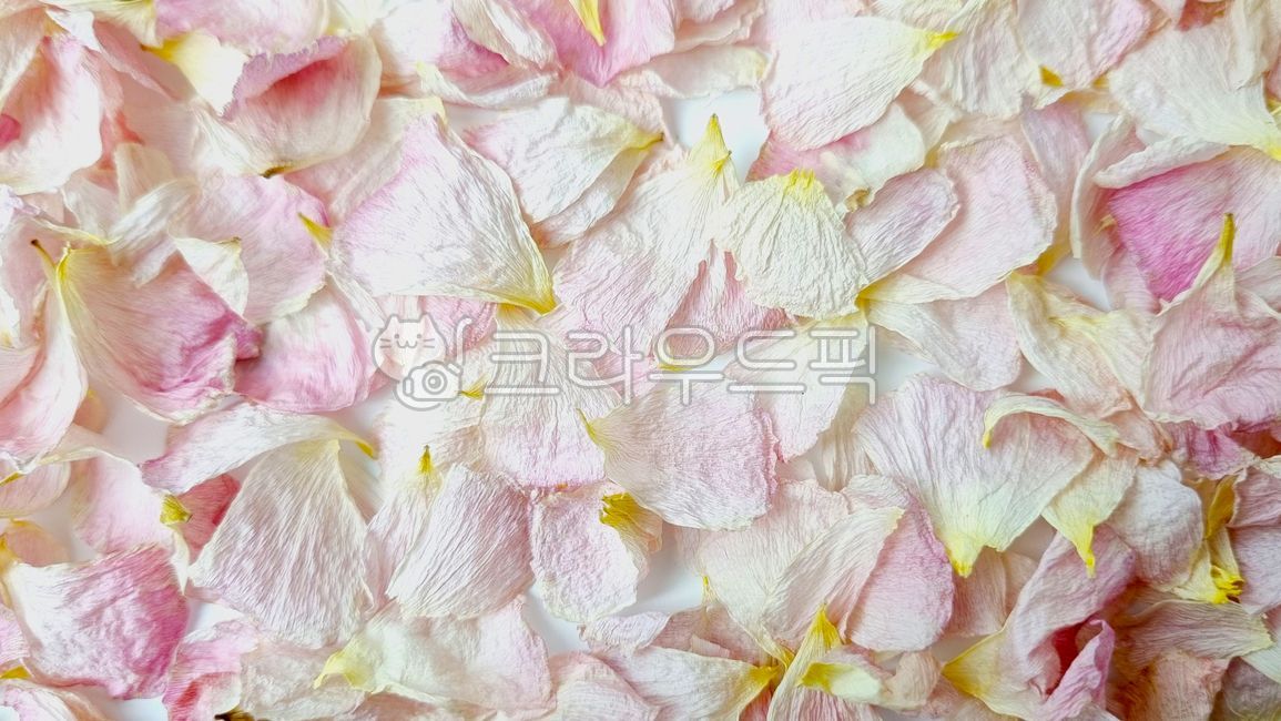 floral,close up,pink,blossom,beauty,concept,still life,leaf,flower,spring,petal,leaves,background,plant