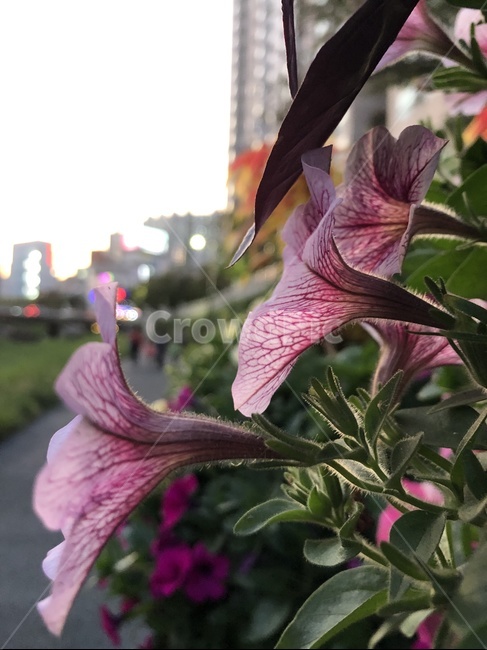 산책길,식물,blossom,꽃,가을,flower,야생화,plant
