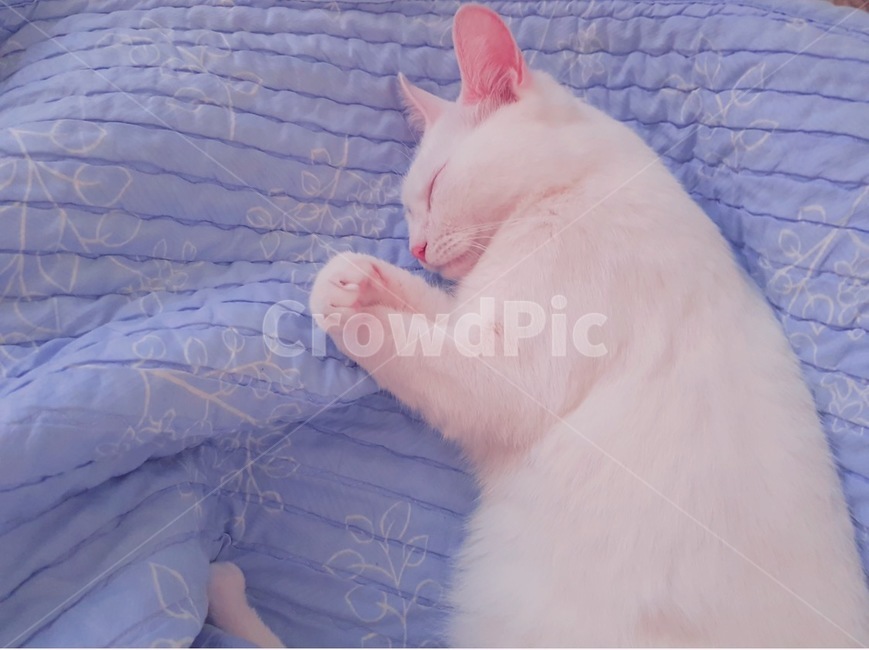 고양이,귀여움,냥이,냥,낮잠,여유,반려동물,야옹이,터키쉬앙고라,cat,animal,pet,동물,animal,포유류,mammal,고양이,cat,kitten,kitty