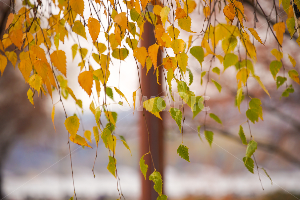단풍,나무,자연,계절,가을,식물,가을,계절,fall,autumn,season,leaf,잎,plant,tree