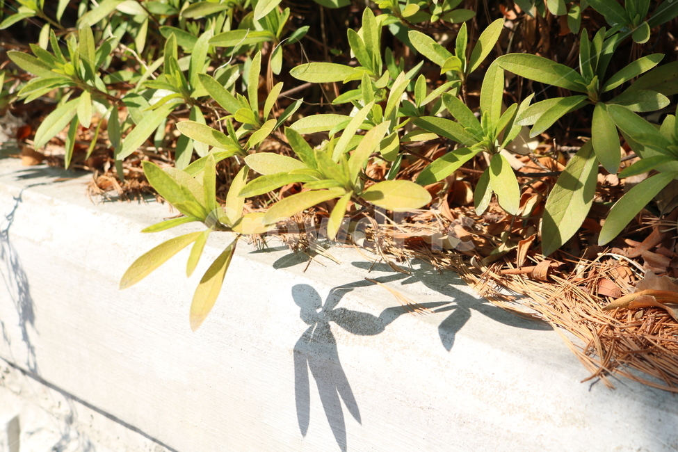 식물,화창한,클로즈업,웜톤,sunny,plant,초록,green