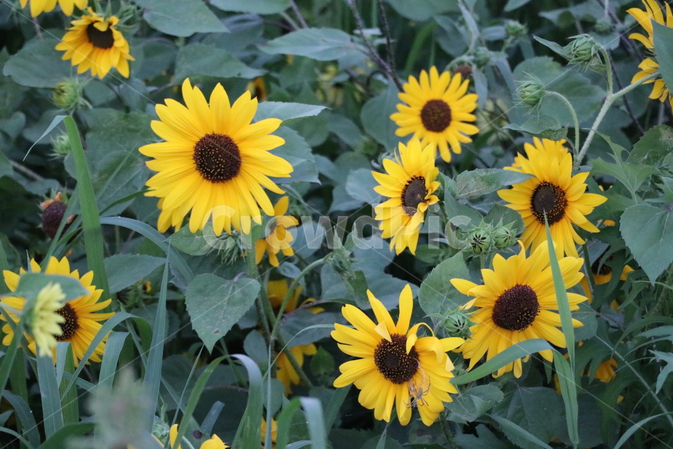 꽃,해바라기,여름꽃,노랑꽃,썬플라워,식물,자연,plants,nature,꽃,flower
