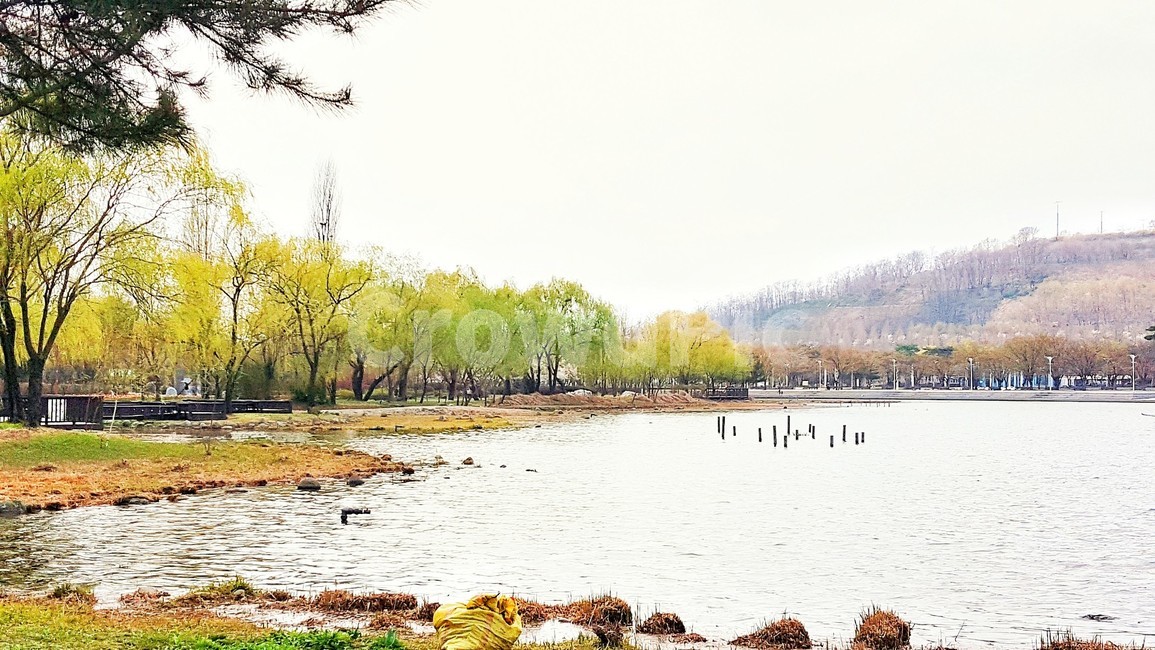 호수,월드컵공원,나무,자연,초록,풍경,nature,landscape