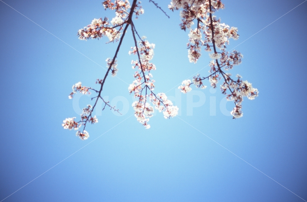 벚꽃,봄,파란하늘,배경화면,필름사진,필름,cherryblossom,cherry,blossom,봄,계절,spring,season,식물,자연,plants,nature,꽃,flower,plant