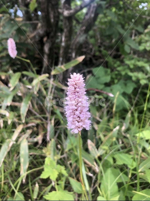 가는범꼬리꽃,가는범꼬리,야생화,꽃,flower
