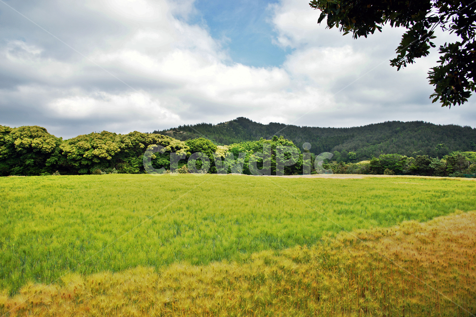 갑마장길,제주도,표선면,가시리,청보리밭,농작물,오름,보리밭,자연,풍경,nature,landscape