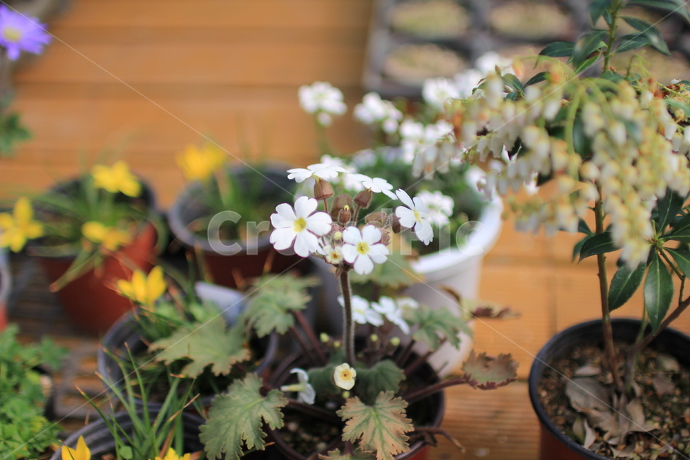 자연색깔,미니화분,플라워,꽃박람회,집,식물,자연,plants,nature,꽃,flower
