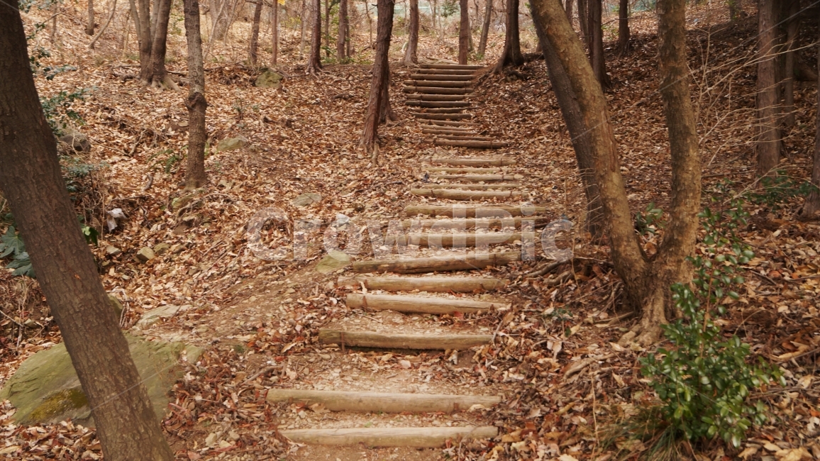 산,산책길,등산,오르다,나무,가을,계절,fall,autumn,season,자연,풍경,nature,landscape,gravel,자갈,dirt road,흙길,road,도로,ground,바닥
