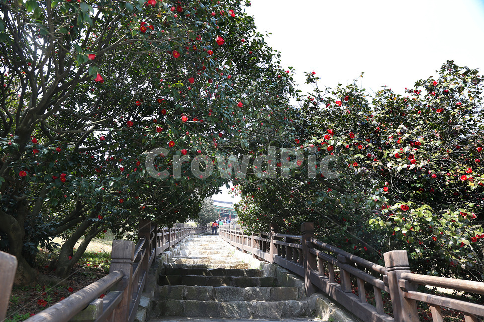 동백정,동백꽃,동백,꽃,봄,나무,자연,spring,nature,flower