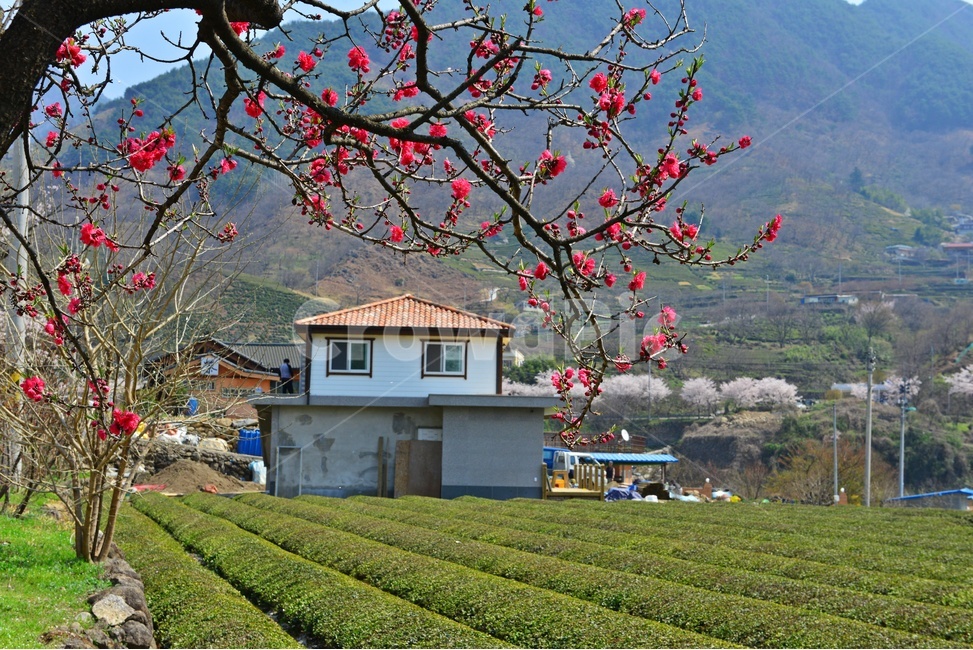 경치,경관,풍경,plant,식물,nature,자연,outdoors,옥외,경남,하동,섬진강변,벚꽃길,화개십리벚꽃길,십리벚꽃길,벚꽃,봄,계절,만개,홍매화,다원,녹차,차밭,녹차잎,봄,계절,spring,season