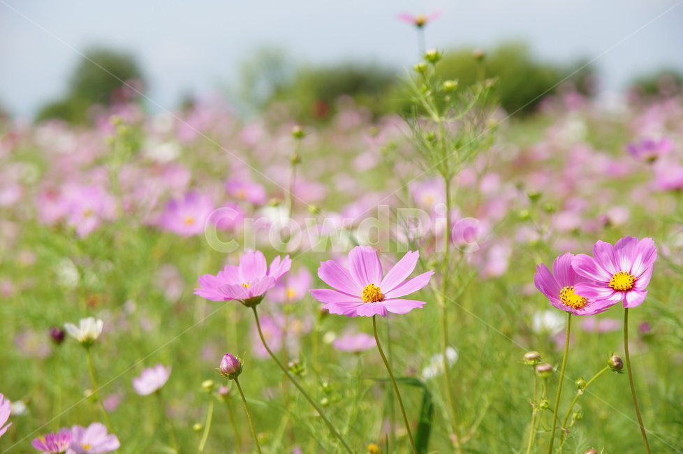 들판,가을,코스모스,풍경,꽃,가을,계절,fall,autumn,season,식물,자연,plants,nature,꽃,flower,plant,blossom,geranium,제라늄