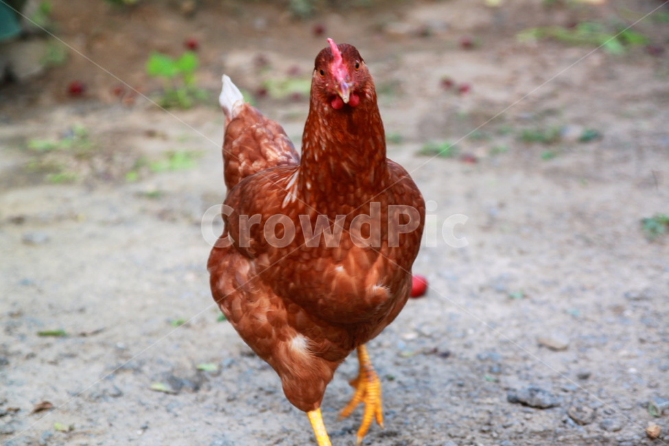 닭,암탉,붉은닭,응시하는닭,걸어오는닭,시골닭,닭한마리,조류,새,birds