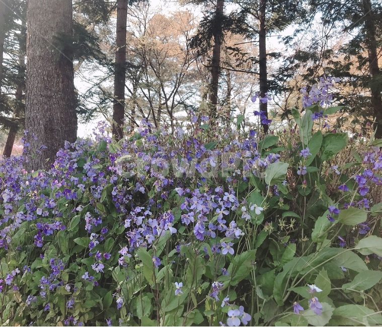 배경,풍경,봄,꽃,벚꽃,흩날리는,spring,flower,식물,자연,plants,nature,꽃,flower