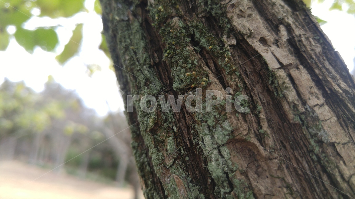 tree,식물,나무껍질,나무,나무접사,나무이끼,나무,trees,wood