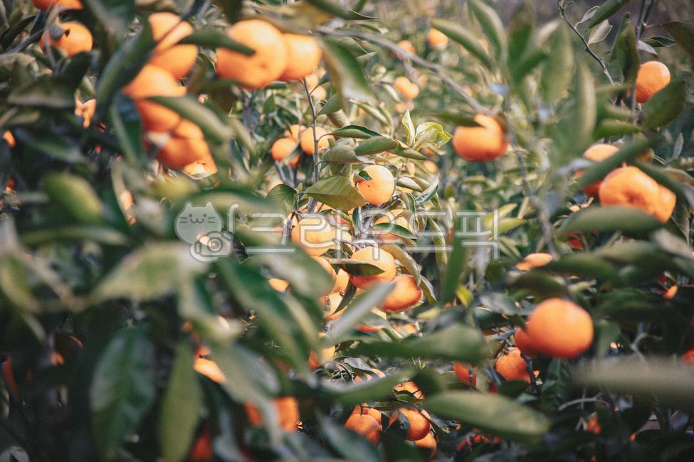 제주,제주도,귤,감귤,노지감귤,주렁주렁,열매,과실,감귤나무,과수원,감귤농장,나무,plant,식물,food,제철과일,음식,과일,fruit,감귤류과일,citrusfruit,과일,열매,fruit