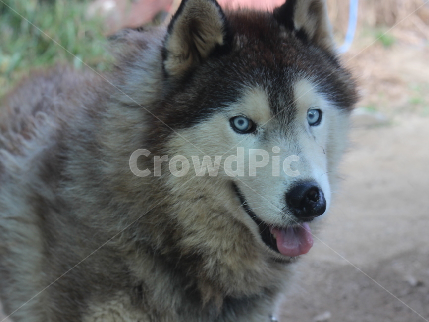허스키,husky,dog,강아지,애완동물