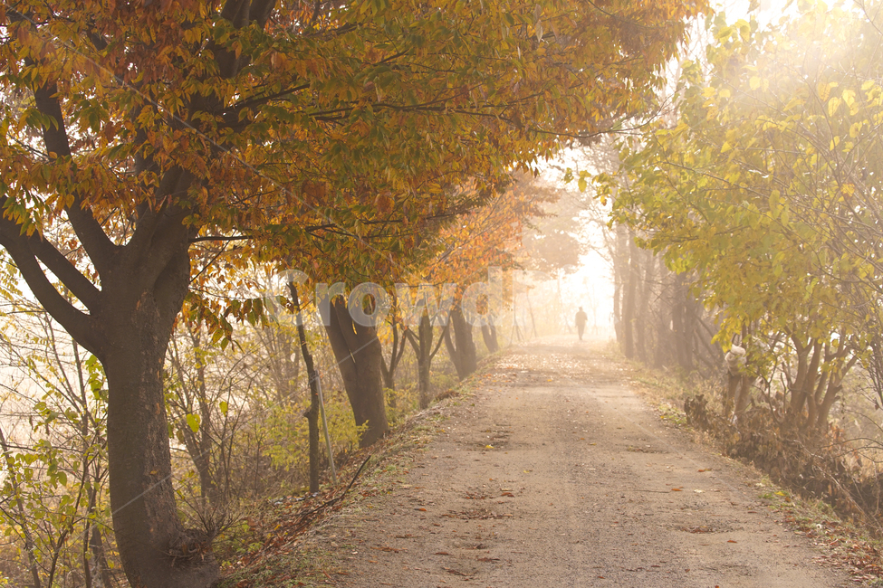 sunlight,passerby,road,colonnade,person,dirt road,farm road,Fog