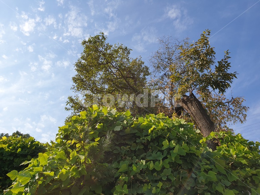 자연,나무,초록,여름,나뭇잎,나무잎,초록잎,햇살,트리,tree,sky,blue,green,leaf,leaves,nature,natural,park,outdoor,공원,숲,forest