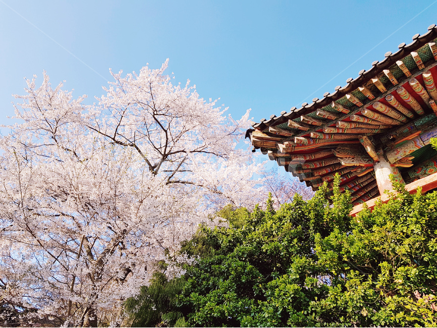 꽃,스프링,봄날,벚꽃,절,봄,한국적,푸른,봄,계절,spring,season,한국전통,한국문화,korean traditional,korean culture,건축물,건물외관,exterior,building,structure,architecture,construction,plant,식물